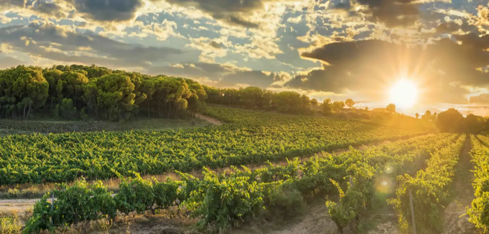 Enoturismo: Bodegas Rioja Oriental