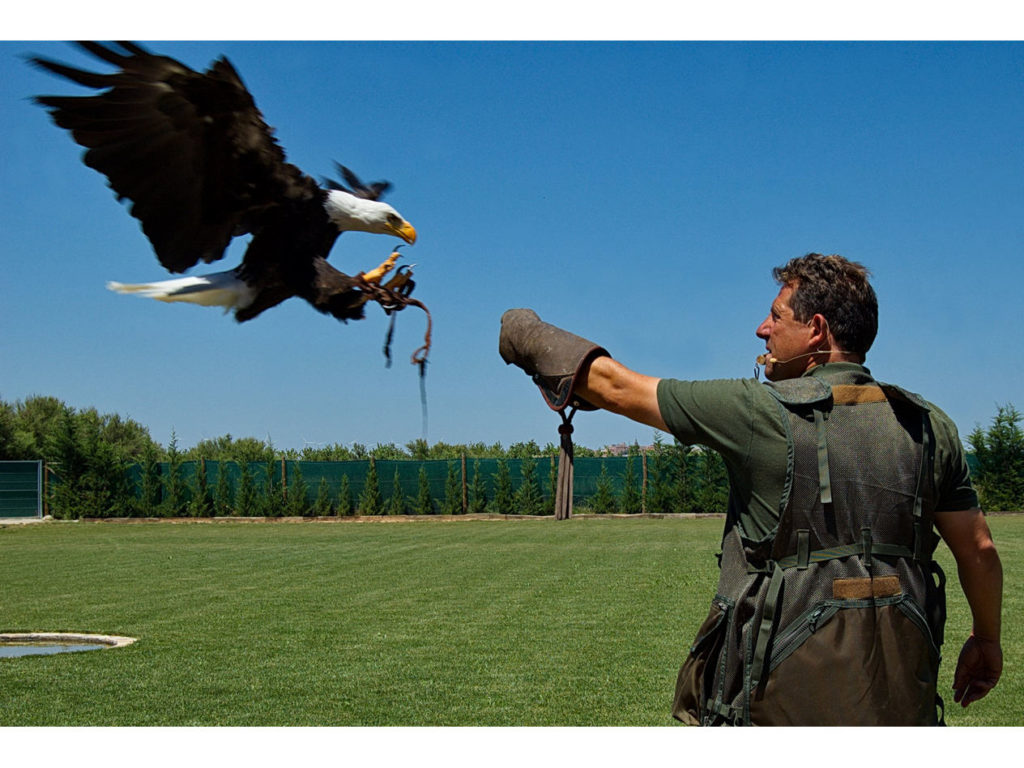 exhibiciones-diurnas-2-1024x768