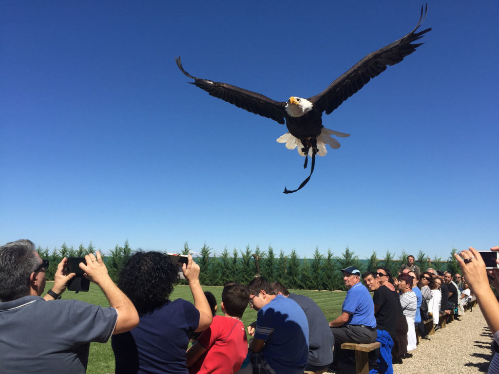 exhibiciones-diurnas-23-1024x768